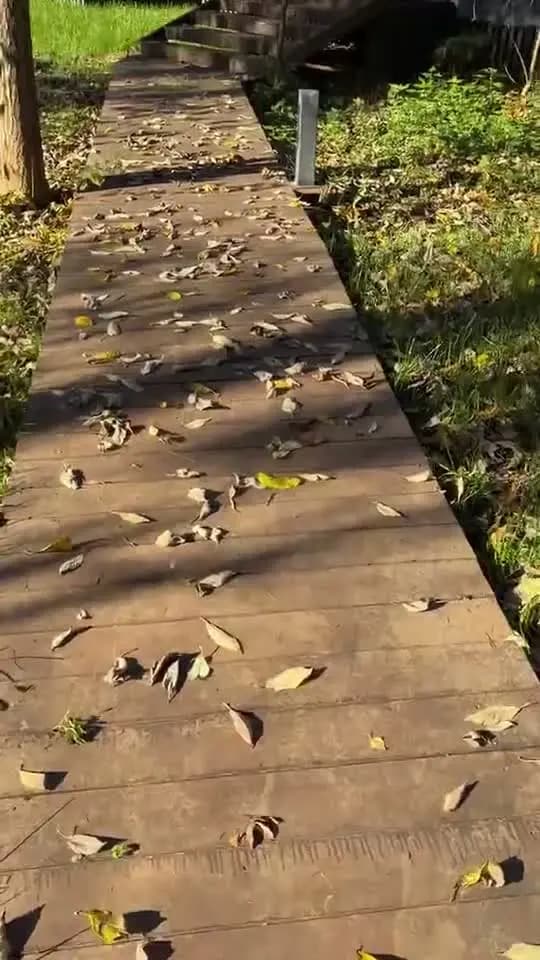 По деревянной дорожке